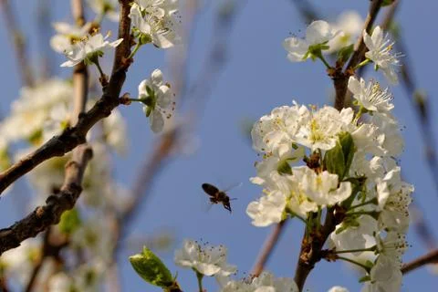 Blossom cherry tree with bee Stock Photos