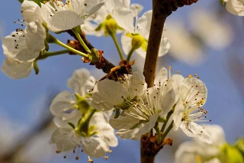 Blossom cherry tree with bee Foto stock