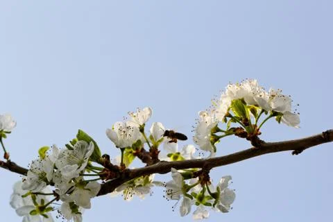 Blossom cherry tree with bee Stock Photos