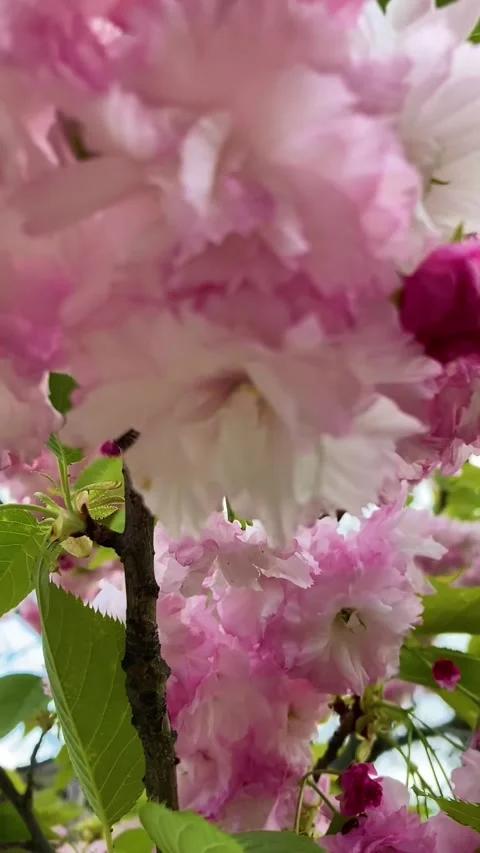 Blossom of cherry tree in the botanic garden, Kyiv, Ukraine Stock Footage 273877622