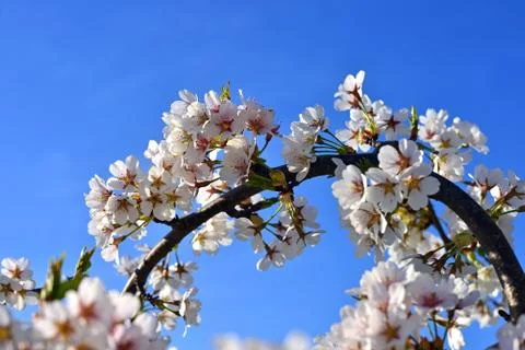 Blossom of cherry tree flowers in spring background Stock Photos