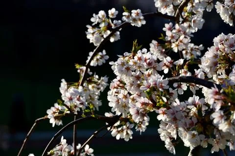 Blossom of cherry tree flowers in spring background Stock Photos