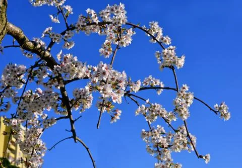 Blossom of cherry tree flowers in spring background Stock Photos