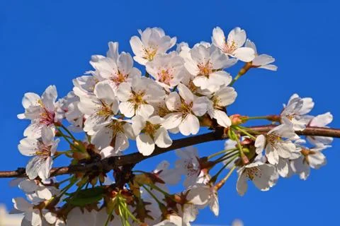 Blossom of cherry tree flowers in spring background Stock Photos