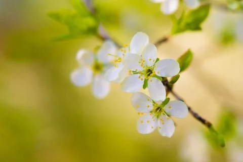 Blossom cherry tree Stock Photos