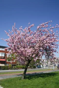Blossom in cherry tree Stock Photos