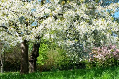 Blossom of cherry tree Stock Photos