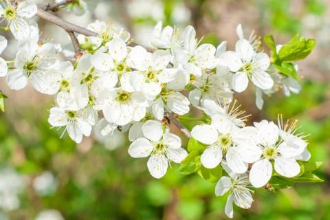 Blossom cherry tree Foto stock