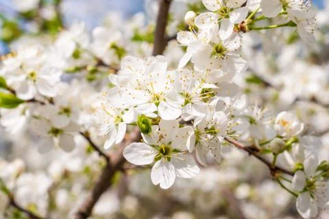 Blossom cherry tree Foto stock