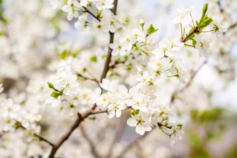 Blossom cherry tree Stock Photos
