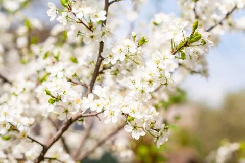 Blossom cherry tree Foto stock