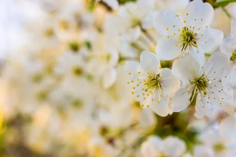 Blossom cherry tree Stock Photos