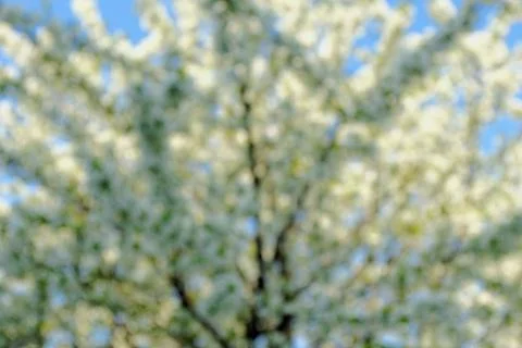 Blossom cherry tree Stock Photos