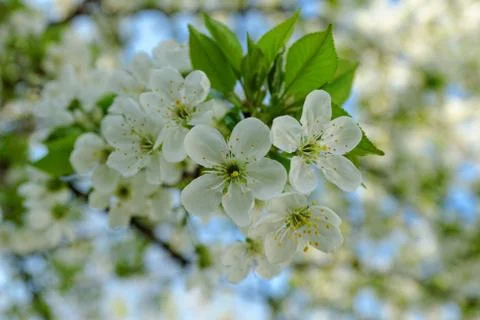 Blossom cherry tree Stock Photos