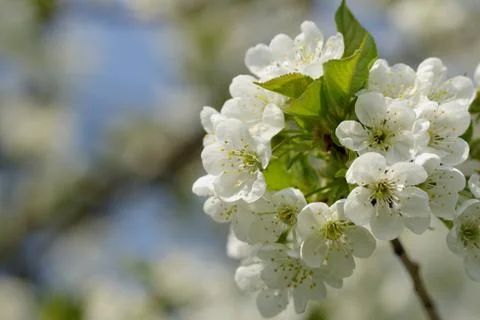 Blossom cherry tree Stock Photos