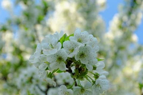 Blossom cherry tree Stock Photos
