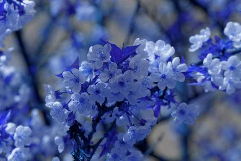 Blossom cherry tree Stock Photos