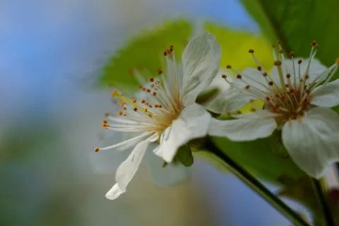 Blossom cherry tree Stock Photos
