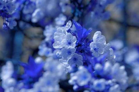 Blossom cherry tree Stock Photos