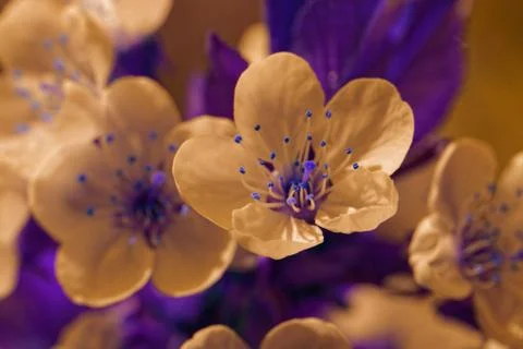 Blossom cherry tree Stock Photos