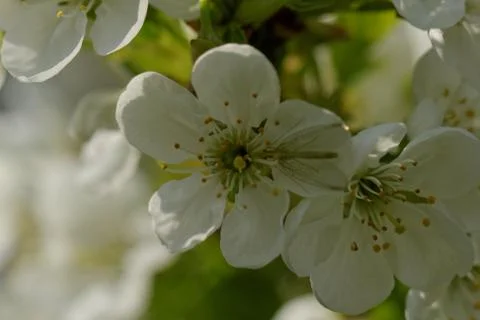 Blossom cherry tree Stock Photos