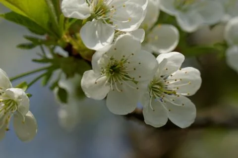 Blossom cherry tree Stock Photos