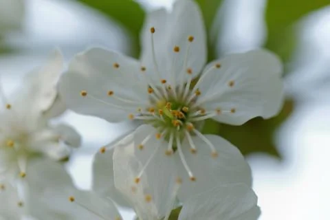 Blossom cherry tree Stock Photos