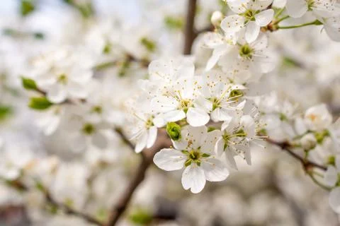 Blossom cherry tree Stock Photos