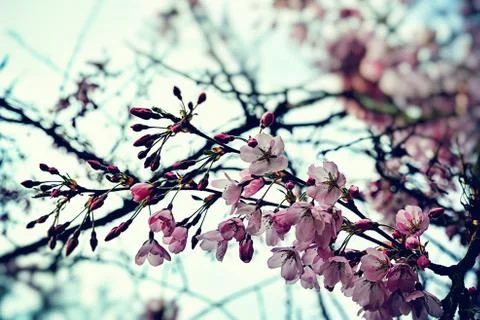 Blossom of cherry tree Foto stock