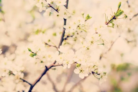 Blossom cherry tree Stock Photos