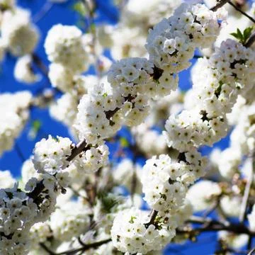Blossom Cherry Tree Stock Photos