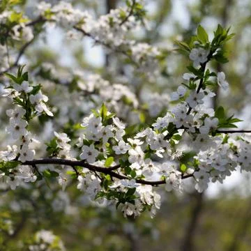 Blossom cherry tree Foto stock