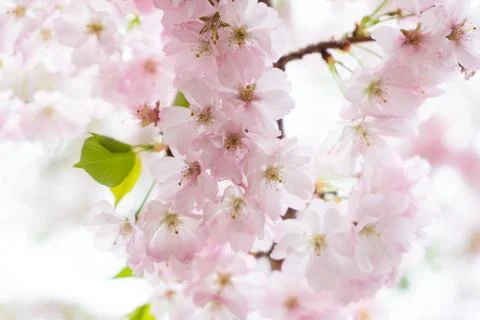 Blossom of a cherry tree. Stock Photos