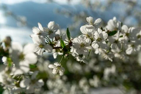Blossom cherry tree Stock Photos