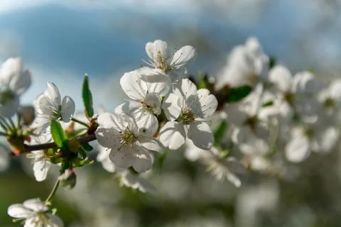 Blossom cherry tree Stock Photos