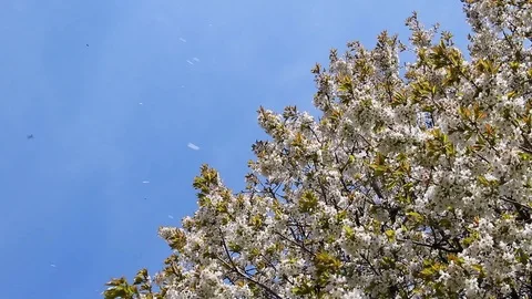 Blossom of cherry tree in spring and fluttering petals in clear blue sky Stock Footage 107135715