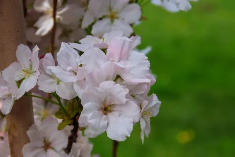 Blossom of cherry tree at spring Stock Photos