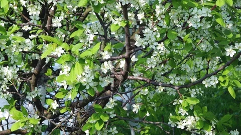 Blossom cherry trees with white petals in a strong wind Stock Footage 89851575
