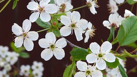 Blossom cherry trees with white petals in a  wind Stock Footage 89852031