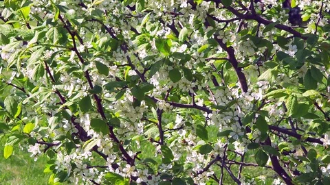 Blossom cherry trees with white petals in a strong wind Stock Footage 89852437