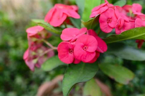 Blossom close up. Stock Photos