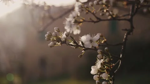 Blossom close up on sunset. Close Up of blooming tree on sunset. White flare Stock Footage 152302550
