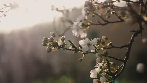 Blossom close up on sunset. Close Up of blooming tree on sunset. White flare Stock Footage 152302936