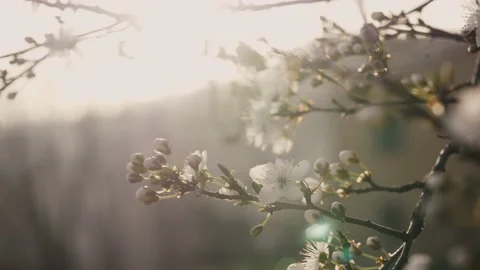 Blossom close up on sunset. Close Up of blooming tree on sunset. White flare Stock Footage 152303295