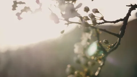 Blossom close up on sunset. Close Up of blooming tree on sunset. White flare 動画素材 152304556