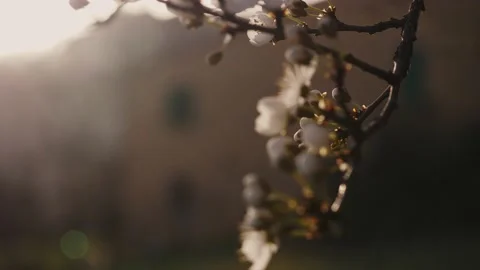 Blossom close up on sunset. Close Up of blooming tree on sunset. White flare Stock Footage 152304864