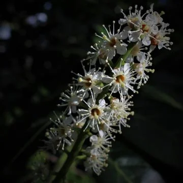 Blossom Closeup Stock Photos