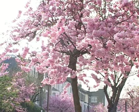 Blossom CU Vídeo Stock 10909249