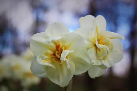 Blossom Daffodil Stock Photos