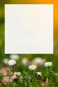 Blossom daisy flowers background Stock Photos